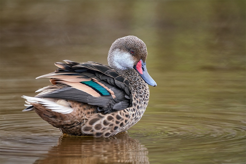 White-cheeked-Pintail-drake-_A7R5321-Rabida-Galapagos-1