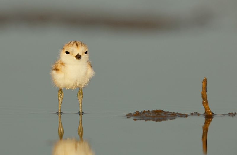 White-fronted-Plover-chick-_R7A3855--Walvis-Bay,-Namibia