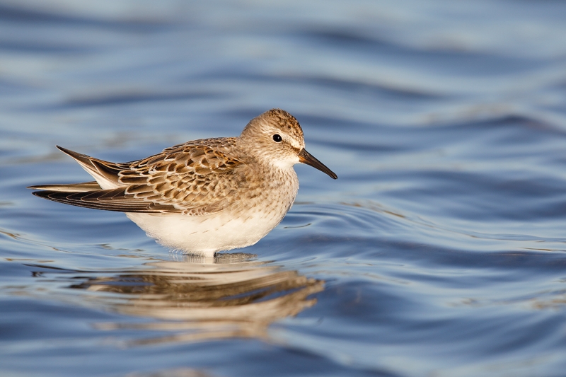 White-rumped-Sandpiper-juvenile-_W5A7178--East-Pond,-JBWR,-Queens,-NY