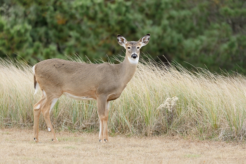 White-tailed-Dear-doe-leveled-_P3A0332-Long-Island,-NY