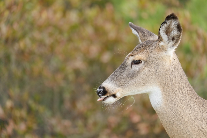 White-tailed-Dear-young-with-tongue-out--_P3A0332-Long-Island,-NY