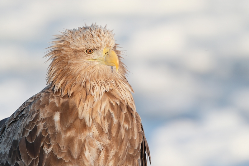 Whitetailed-Sea-eagle-head-and-neck-_A0I9235-Rausu,-Hokaido,--Japan