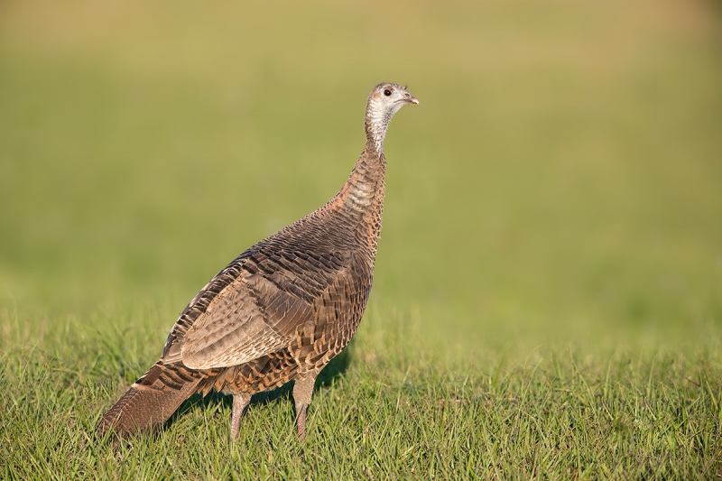 Wild-Turkey-hen-_DSC3051--Indian-Lake-Esates,-FL