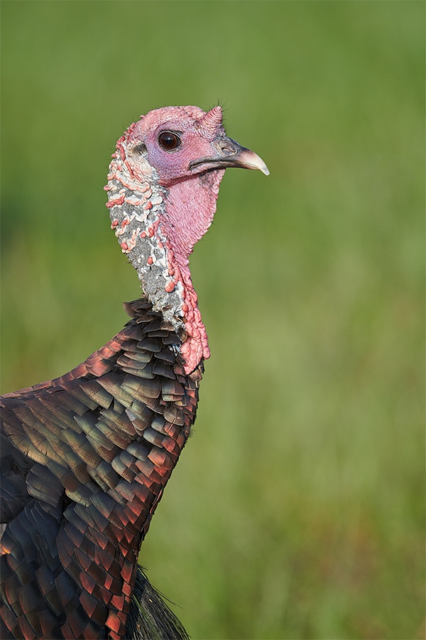 Wild-Turkey-young-tom-_BUP2026-Indian-Lake-Estates-FL-1