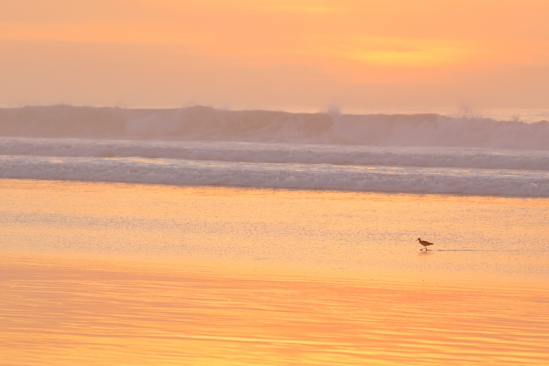 Willet-at-sunset-_P3A0539--La-Jolla-Shores-Beach,-CA