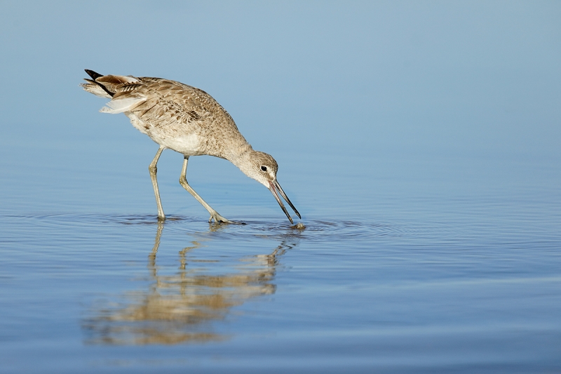 Willet-catching-sand-crab