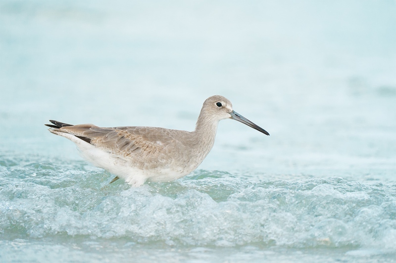 Willet-first-winter-in-surf-_A9B5875-Fort-DeSoto-Park-FL-2