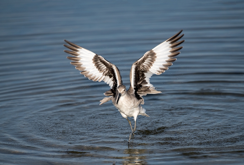 Willet-flapping-after-bath-_MAI9058Fort-DeSoto-Park,-Tierra-Verde,-FL