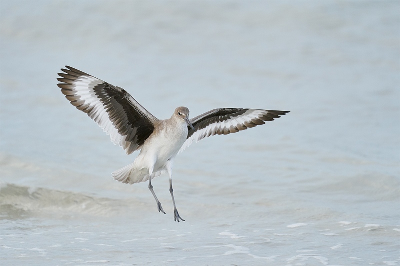 Willet-landing-_A920145-Fort-DeSoto-Park-Tierra-Verde-FL-1