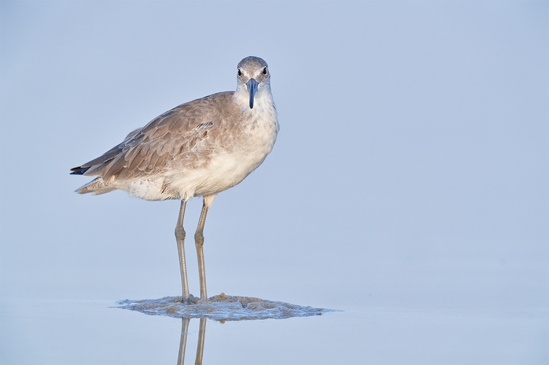 Willet-on-tiny-sand-pile-_DSC0816-Fort-DeSoto-Park-Pinellas-County-FL-1