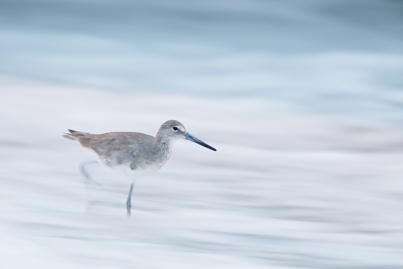 Willet-one-leg-blur-_W5A8888-Fort-DeSoto-Park,-FL