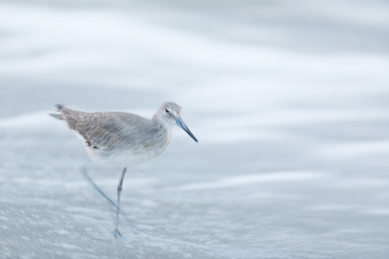 Willet-standing-wind-blur-_W5A8881-Fort-DeSoto-Park,-FL