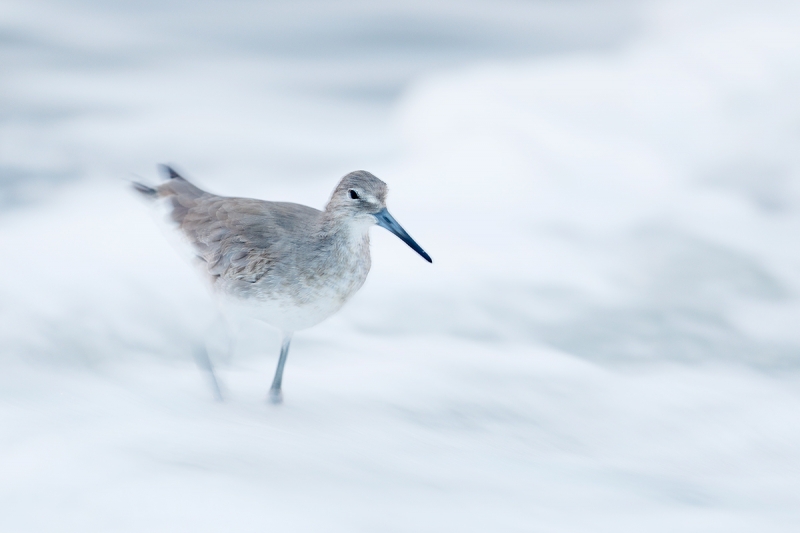 Willet-wave-blur-lighter-_W5A8883-Fort-DeSoto-Park,-FL