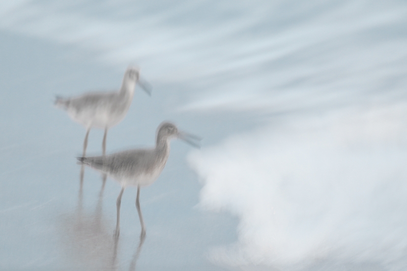 Willets-in-stormy-surf-_W5A8867-Fort-DeSoto-Park,-FL