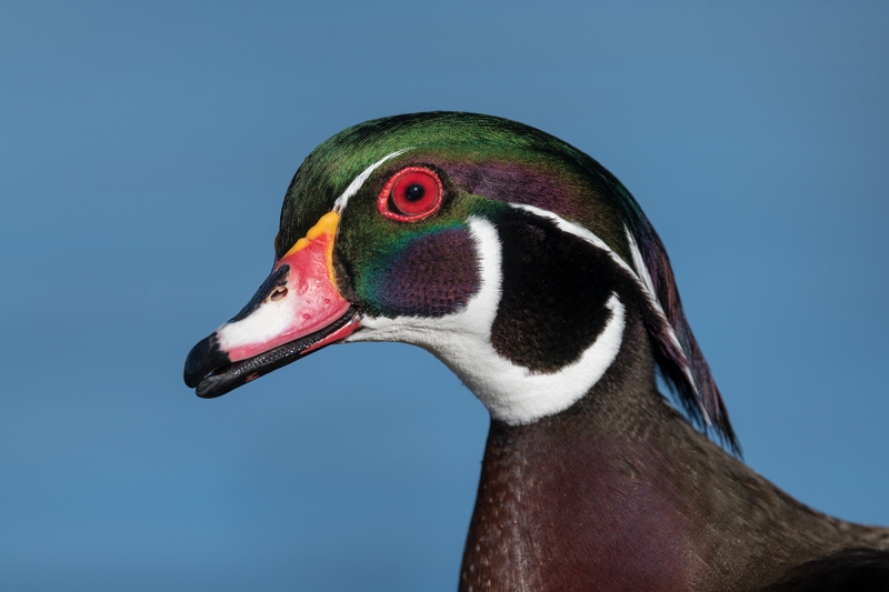 Wood-Duck-head-portrait-_MAI9229--San-Diego,-CA