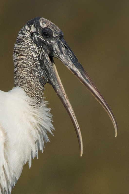 Wood-Stork-HEAD-CROP-bill-open-_DSC5778--Brandon,-FL