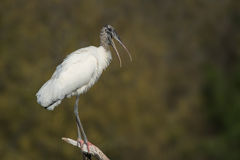 Wood-Stork-bill-open-_DSC5778--Brandon,-FL