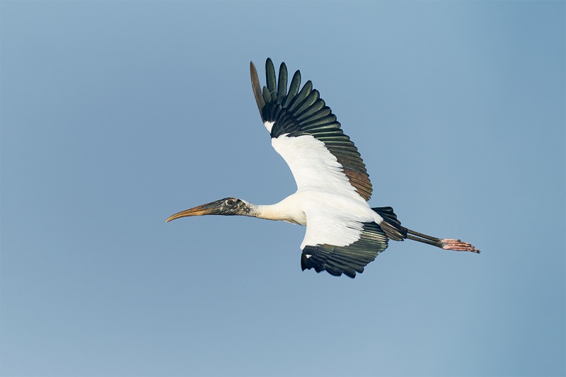 Wood-Stork-flat-flight-_A920759-Sebastian-Inlet-FL-1