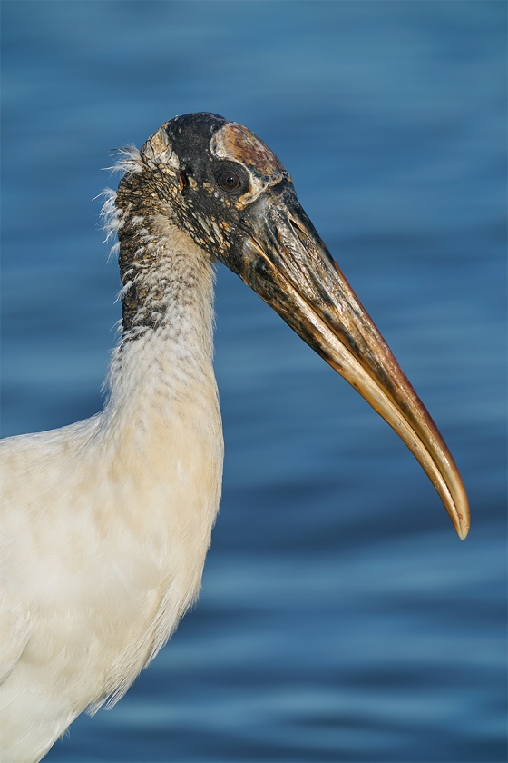 Wood-Stork-head-portrait-_A920720-Sebastian-Inlet-FL-1