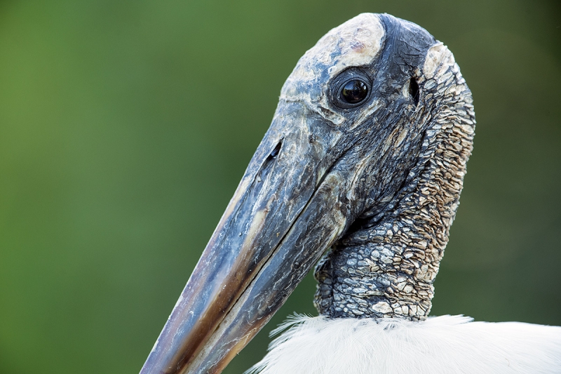 Wood-Stork-horizontal-_DSC8681-Gatorland,-Kissimmee,-FL