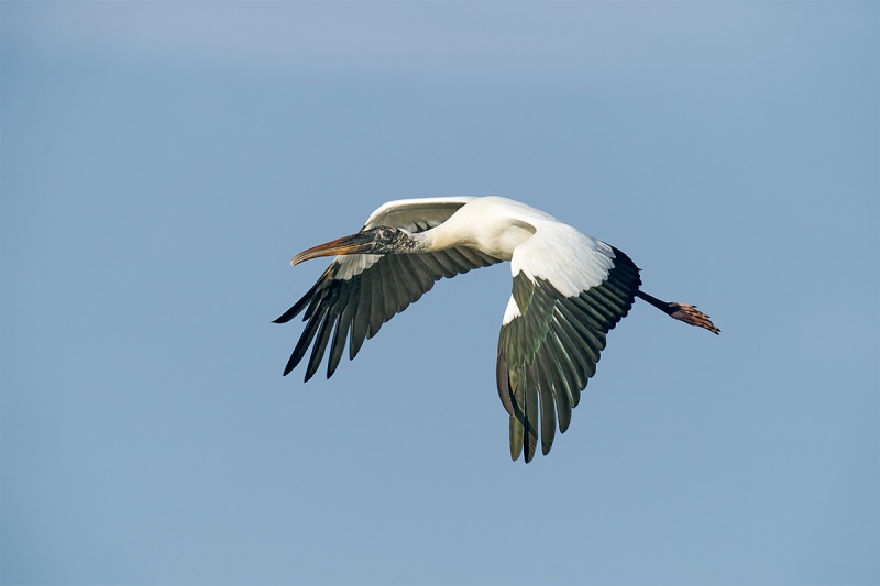 Wood-Stork-in-flight-down-stroke-_A920762-Sebastian-Inlet-FL-1