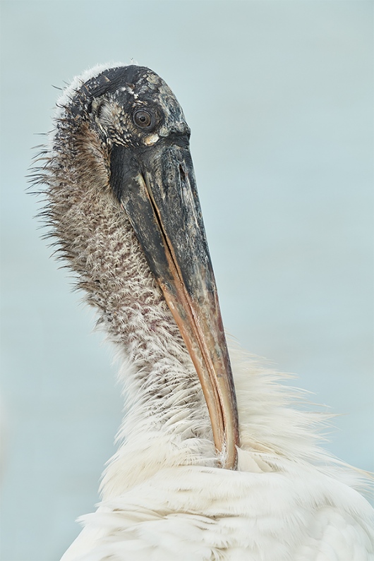 Wood-Stork-preening-neck-_DSC0265-Sebastian-Inlet-FL-1