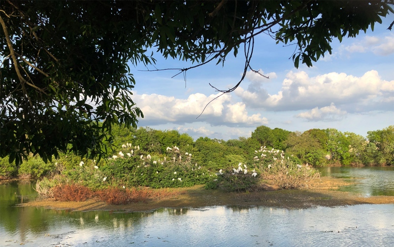 Wood-Stork-rookery-IMG_7765