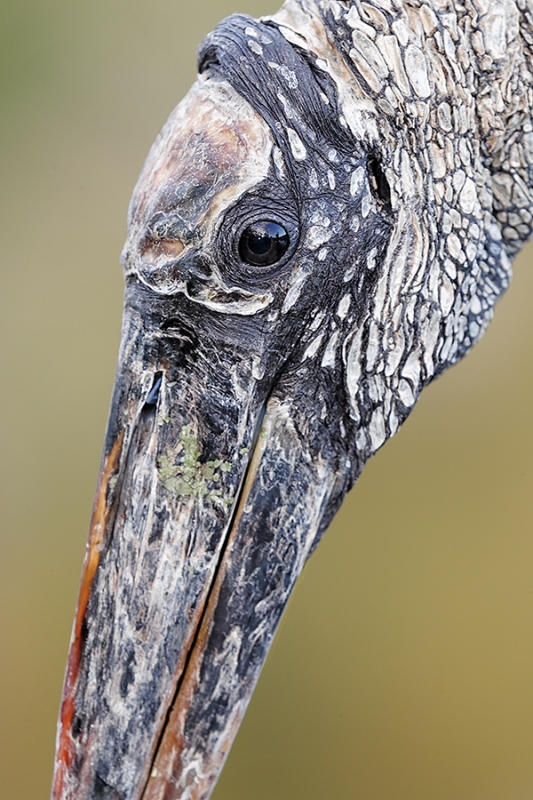 Wood-Stork-tight-head-portrait-_A0I0206-Gatorland,-Kissimmee,-FL,--