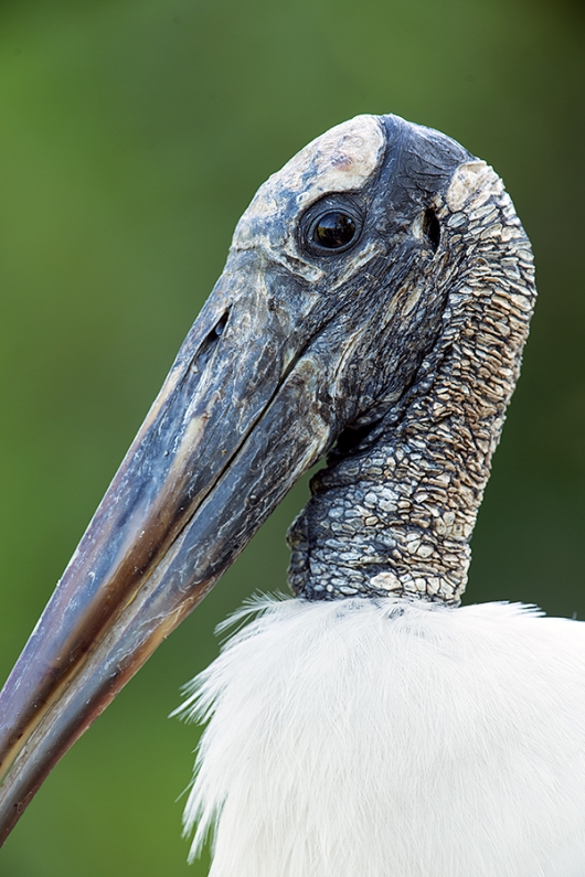 Wood-Stork-vertical--_DSC8714-Gatorland,-Kissimmee,-FL