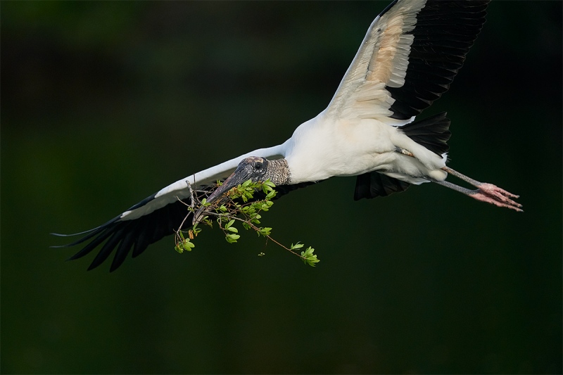 Wood-Stork-with-nesting-material-_A926602-Brandon-FL-1