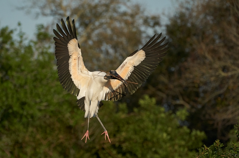 Wood-Stork-with-nesting-material-_A9A1960-Brandon,-FL-1