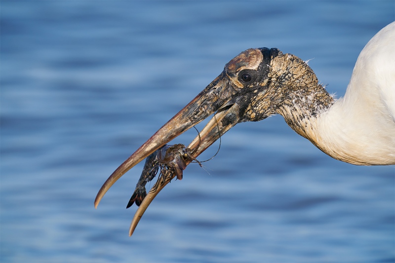 Wood-Stork-with-small-lobster-_A920725-Sebastian-Inlet-FL-1