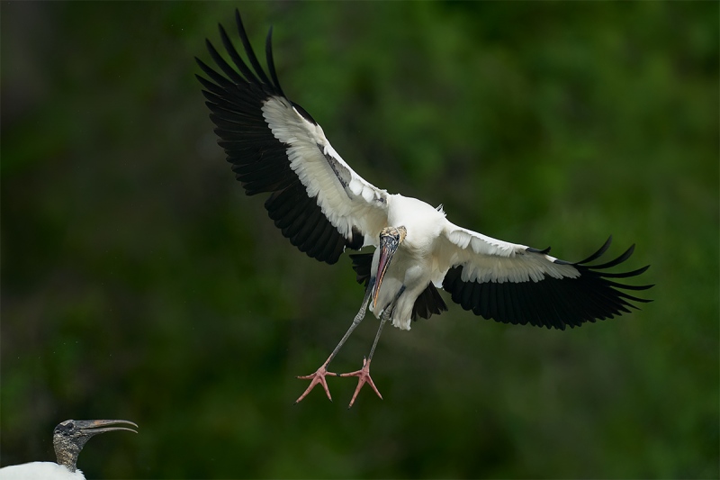 Word-Stork-on-final-_A9B9385-Brandon-FL-1