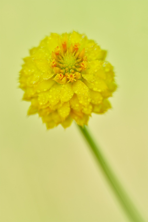 Yellow-Milkwort-_7R41128-Indian-Lake-Estates-FL-1