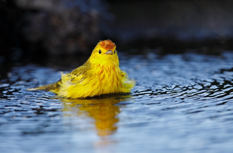 Yellow-Warbler-male-bathing-_W5A5893-James-Bay,-Puerto-Egas,-Galapagos,-Ecuador