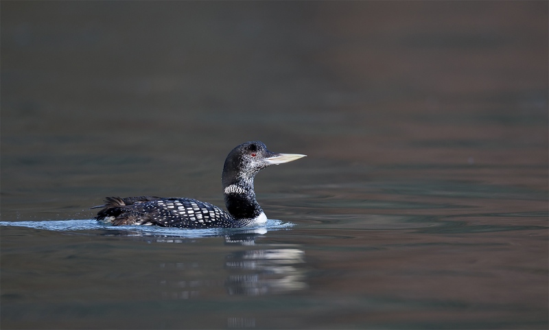 Yellow-billed-Loon-beginning-molt-to-winter-plumage-_W3C0903-Homer-AK