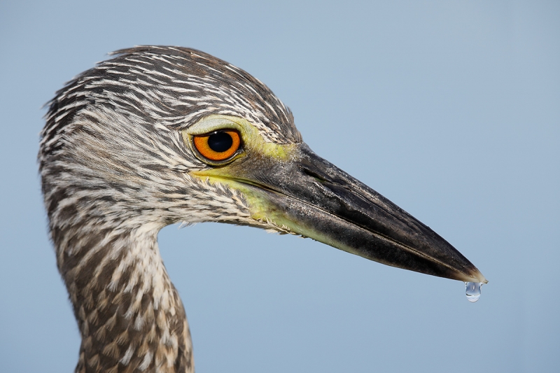 Yellow-cronwed-Night-Heron-juvenile-optimized-_W5A6986--Fort-DeSoto-County-Park,-FL