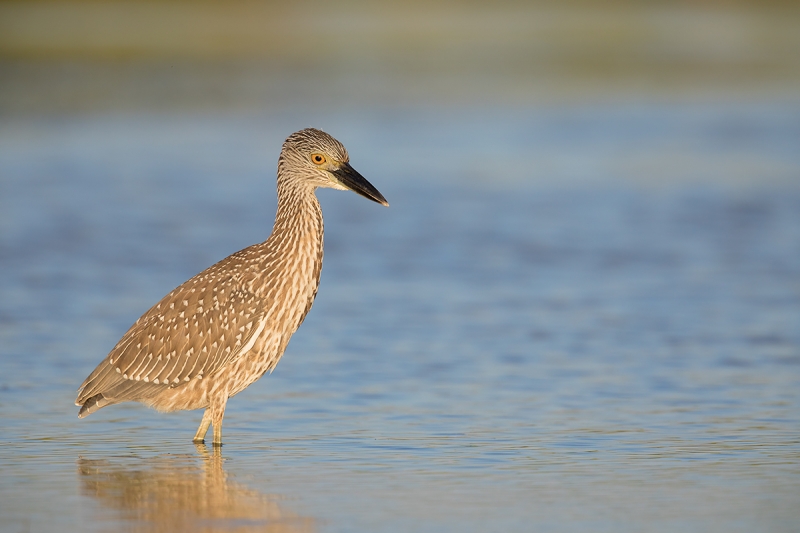 Yellow-crowned-Night-Heron-_W5A6854--Fort-DeSoto-County-Park,-FL