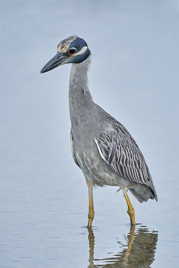 Yellow-crowned-Night-Heron.-ISO-10000-_A929826-Fort-DeSoto-Park-Tierra-Verde-FL-1