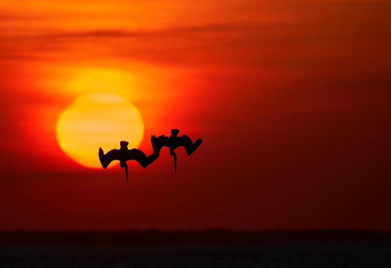 a-Brown-Pelicans-diving-in-front-of-setting-sun-giga-_A928166-South-Padre-Island-TX-1