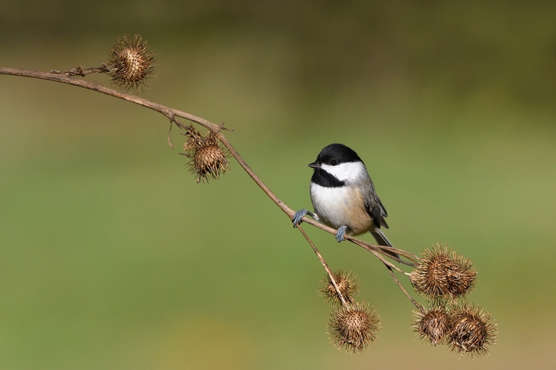 alex-becker-1200-chickadee_DSC7001