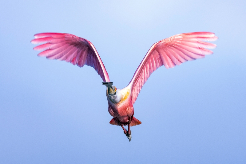 anita-flight-_DSC5357Riverdale-Alafia-Banks-FEB-2019-Edit