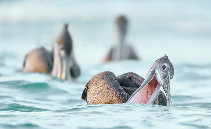 anita-pelican-victory-at-sea-_A922122-Ft-de-Soto-Oct-2020-2