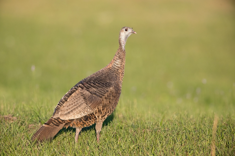 before-Wild-Turkeu-hen-_DSC3051--Indian-Lake-Esates,-FL