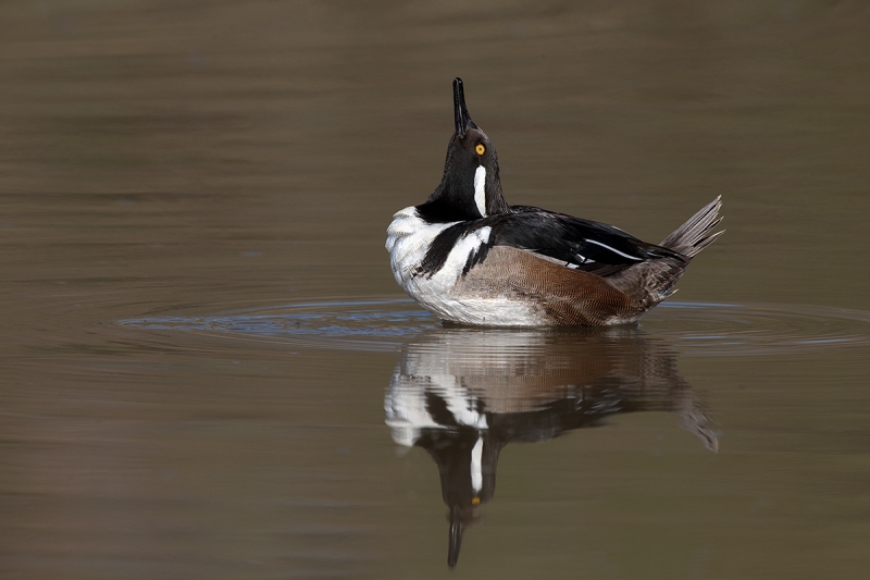 behavior-_DSC8632--Gilbert-Water-Ranch-Riparian-Preserve,-Phoenix,-AZ