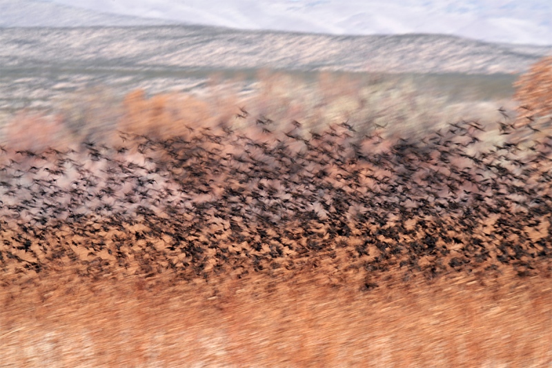 blackbird-blast-off-_7R41101-Bosque-del-Apache-NWR-San-Antonio-NM-1