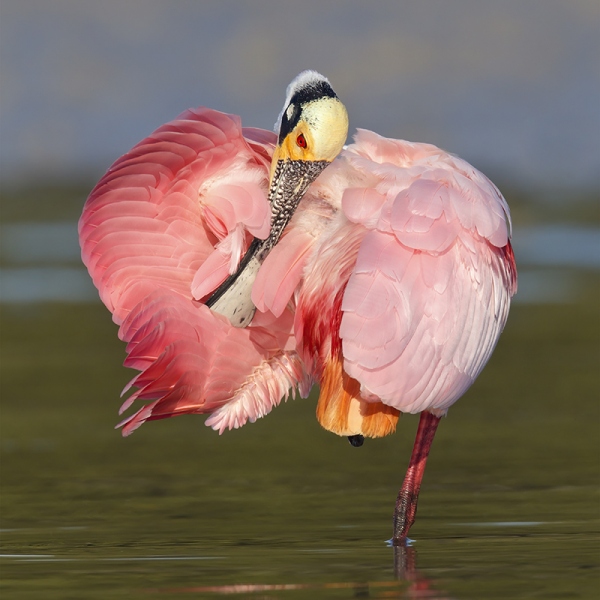 Platalea ajaja; Roseate Spoonbill