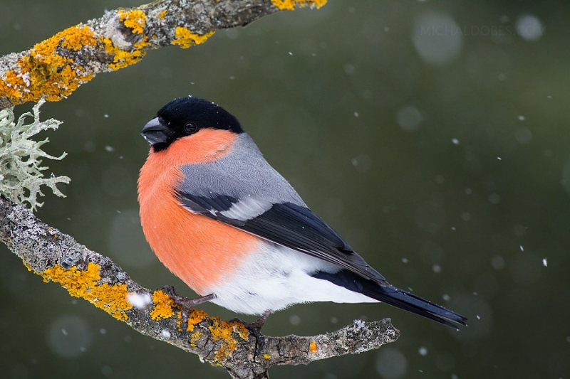 bullfinch-michael-dobes