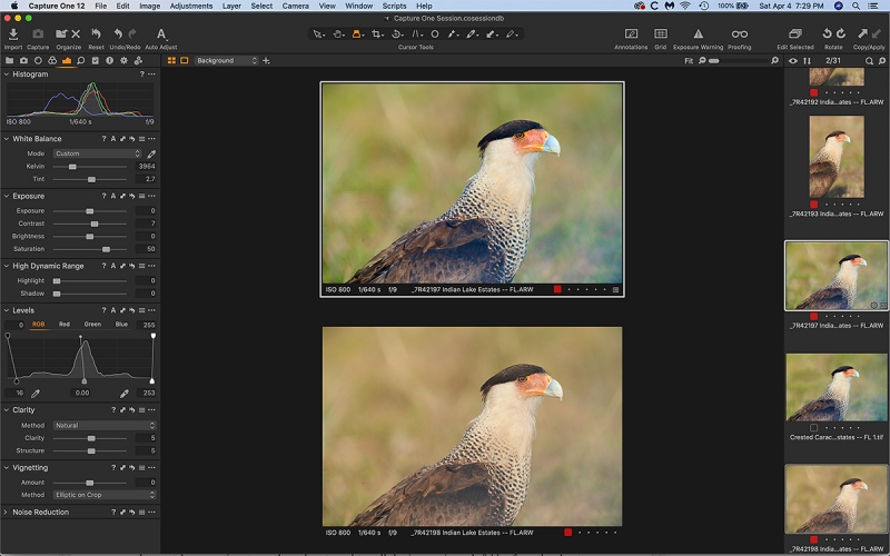 caracara-side-by-side