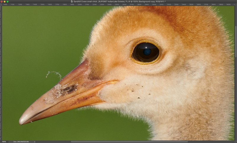 chick-face-100%-PS-scrn-capt